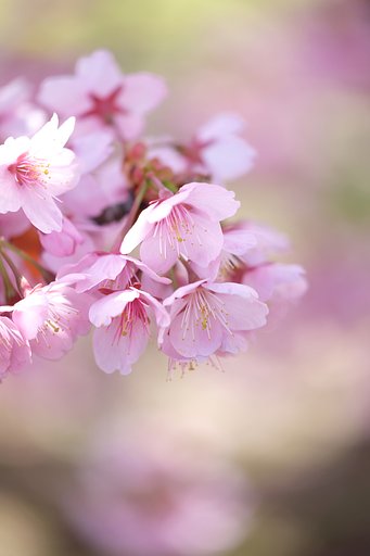 寒桜