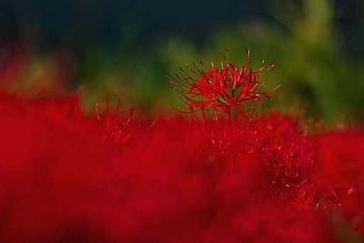 燃える
