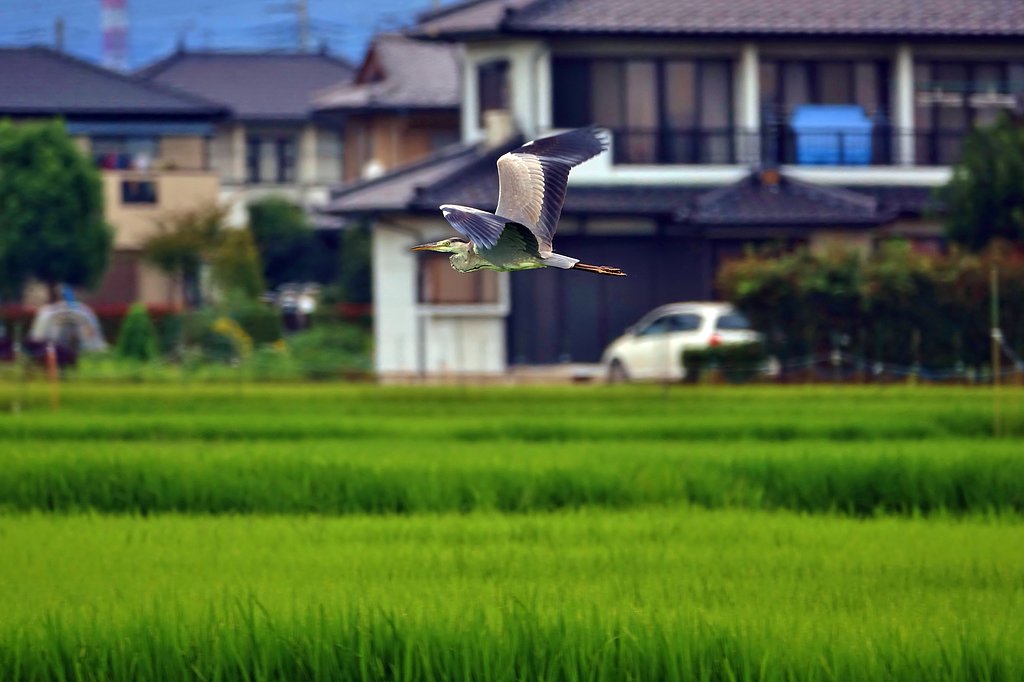 【夏】田圃Ⅱ