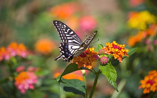 ランタナ花壇のナミアゲハ
