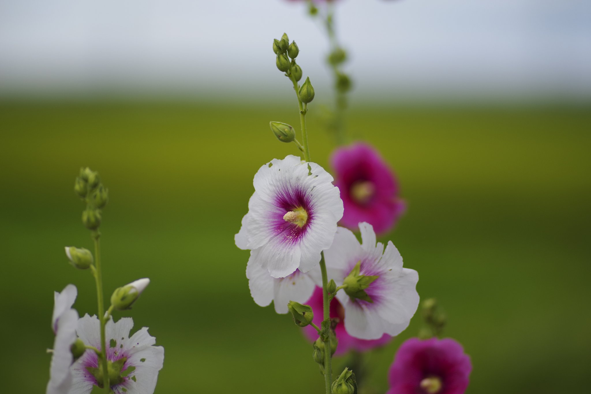 花