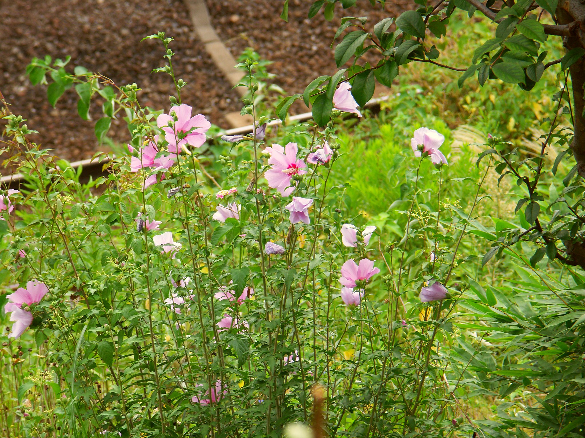 扶養の花