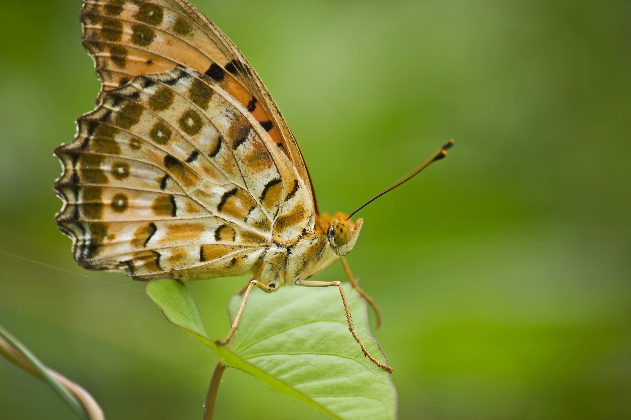 【夏】横顔