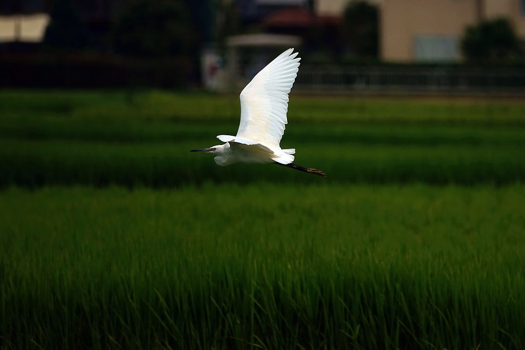 【夏】田圃Ⅳ