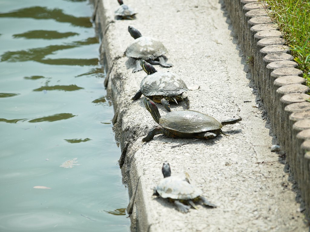 甲羅干し