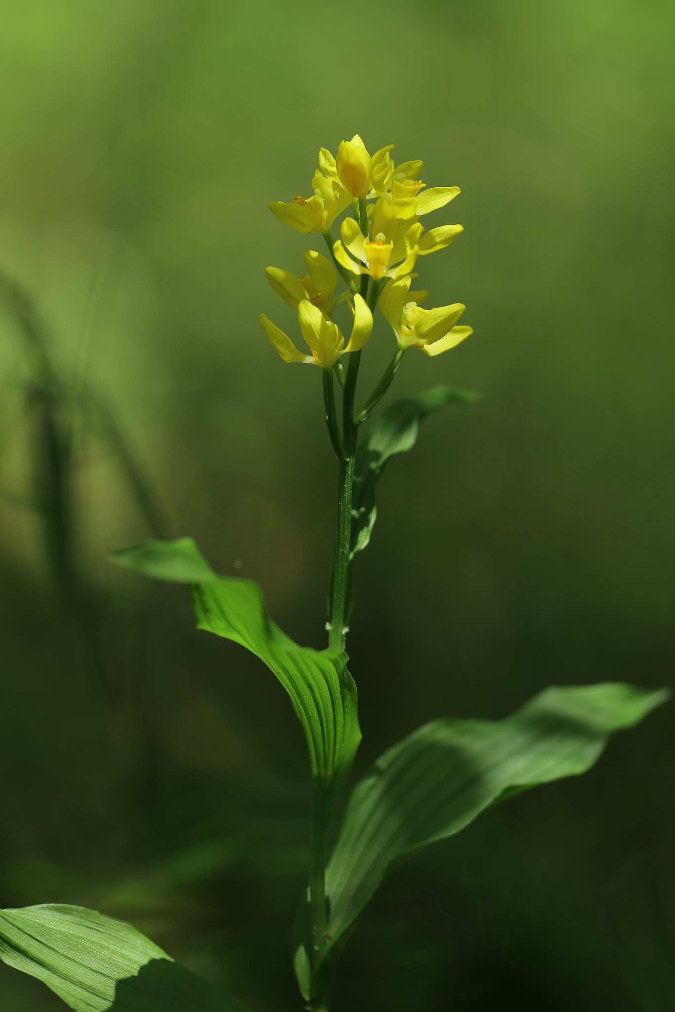 林床の輝き（その４）