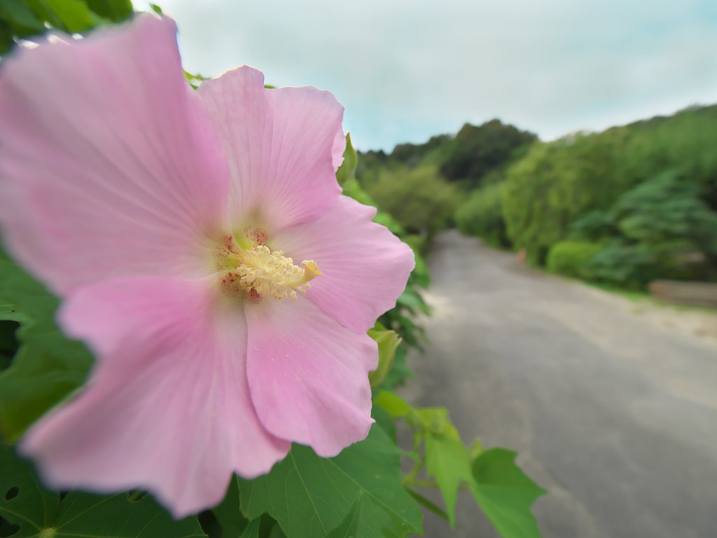 芙蓉