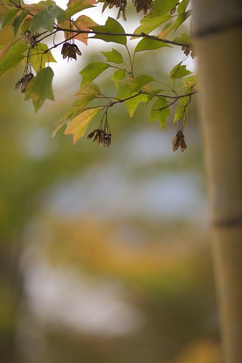 竹林にも