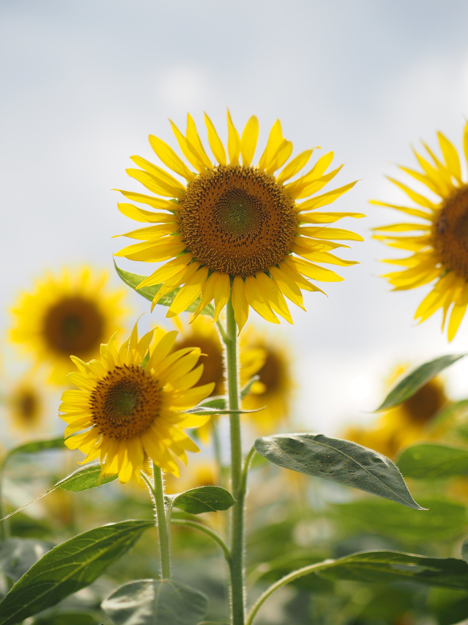 戸惑いの夏