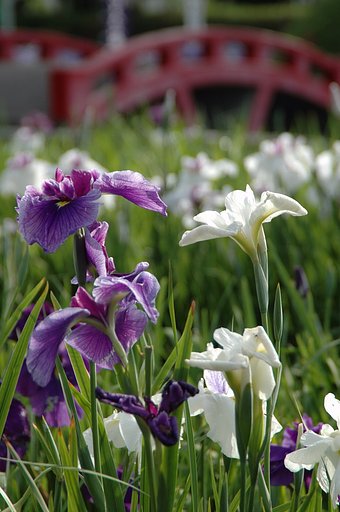 花菖蒲