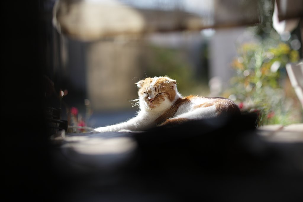 日向ぼっこ