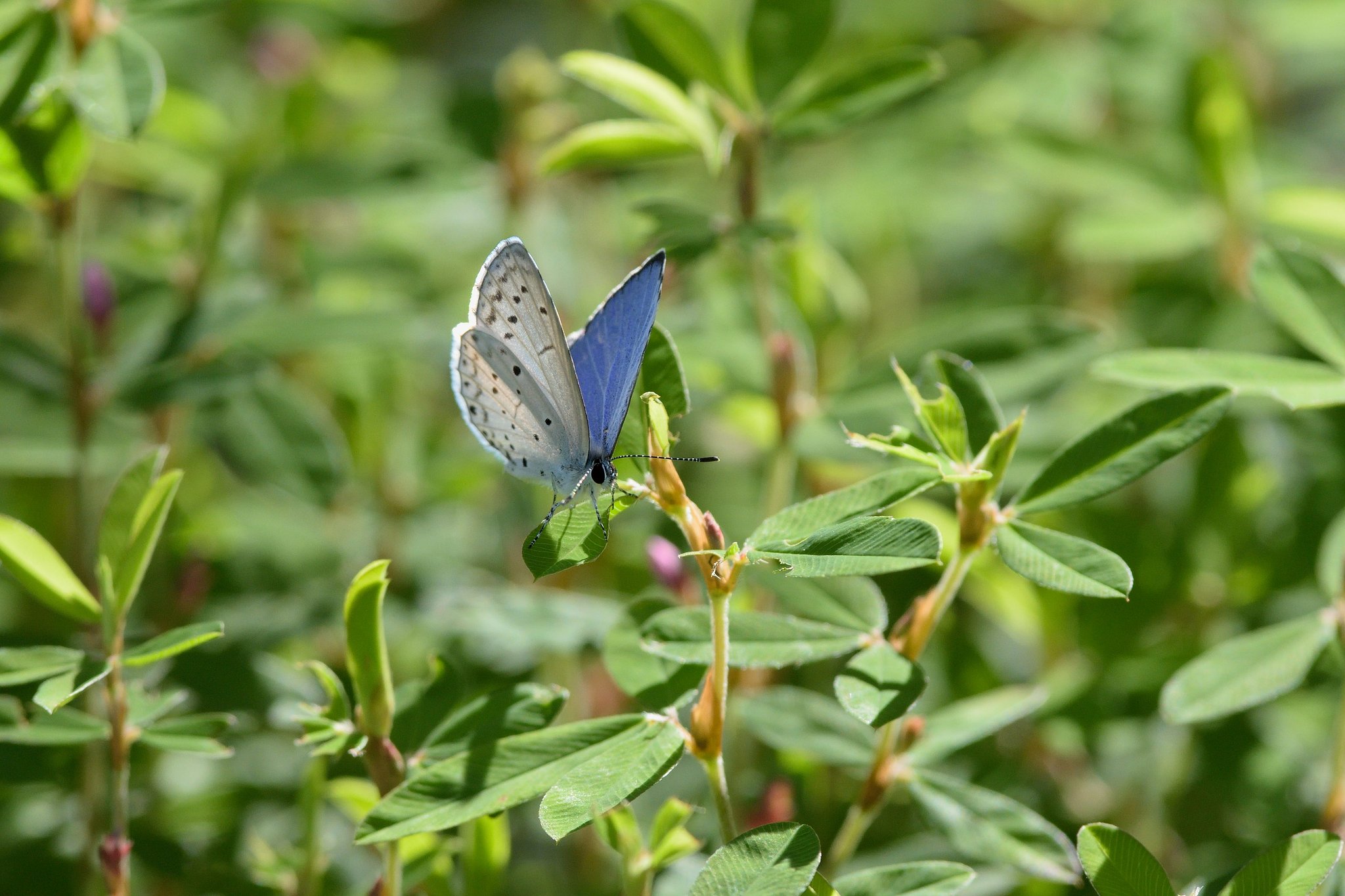 ルリシジミ