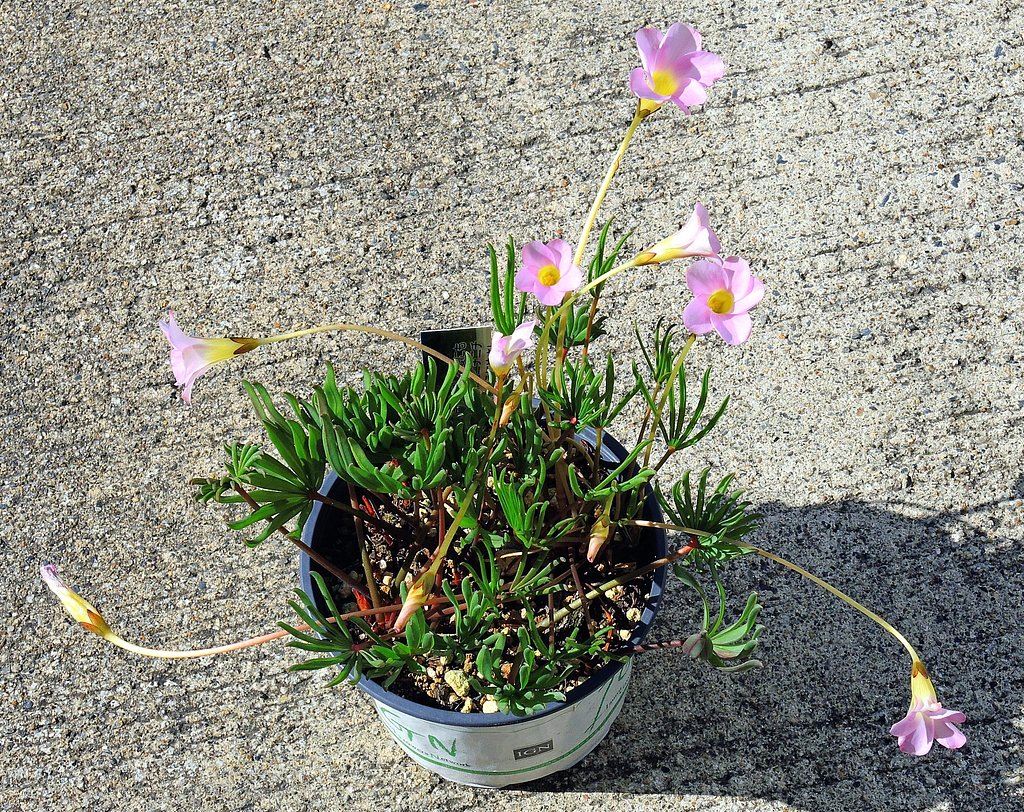 オキザリス　パルマピンク