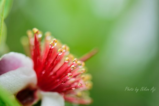 Feijoa