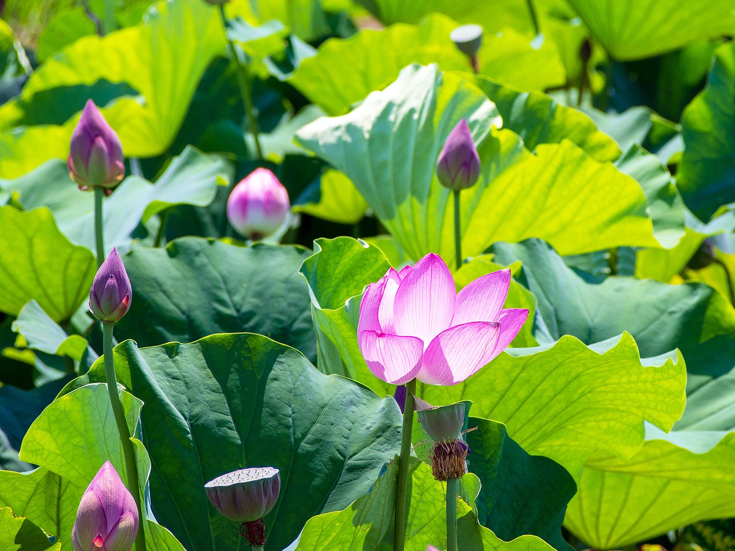 真っ昼間の光る花ハス