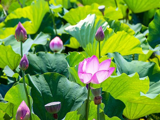 真っ昼間の光る花ハス