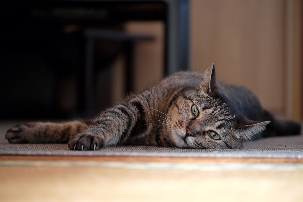 ねこ
