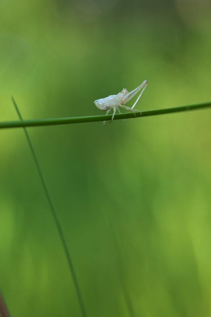 抜け殻