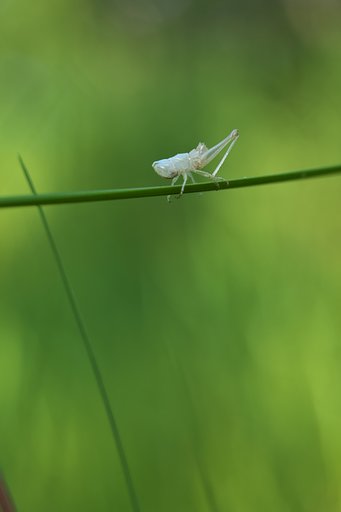 抜け殻