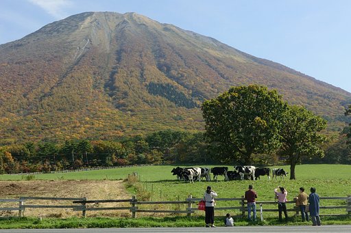 【犬とか猫とか動物たち】牛のいる風景