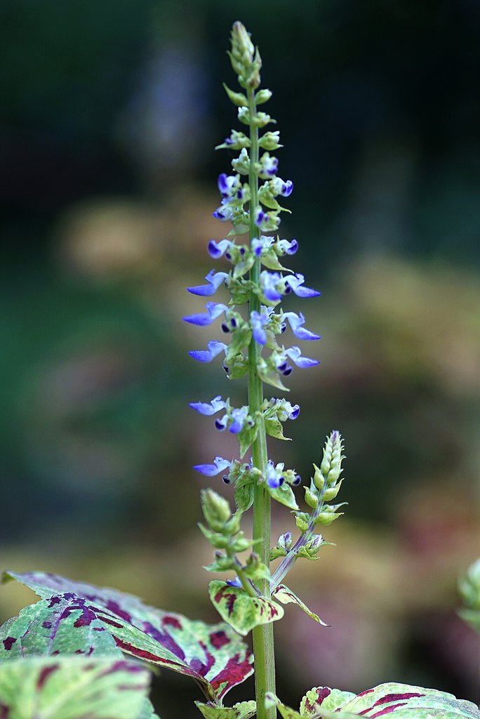 コリウスの花