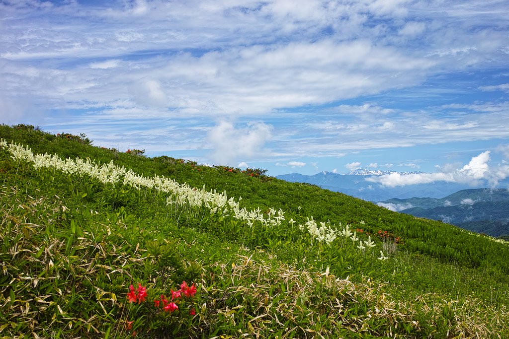 初夏の風景