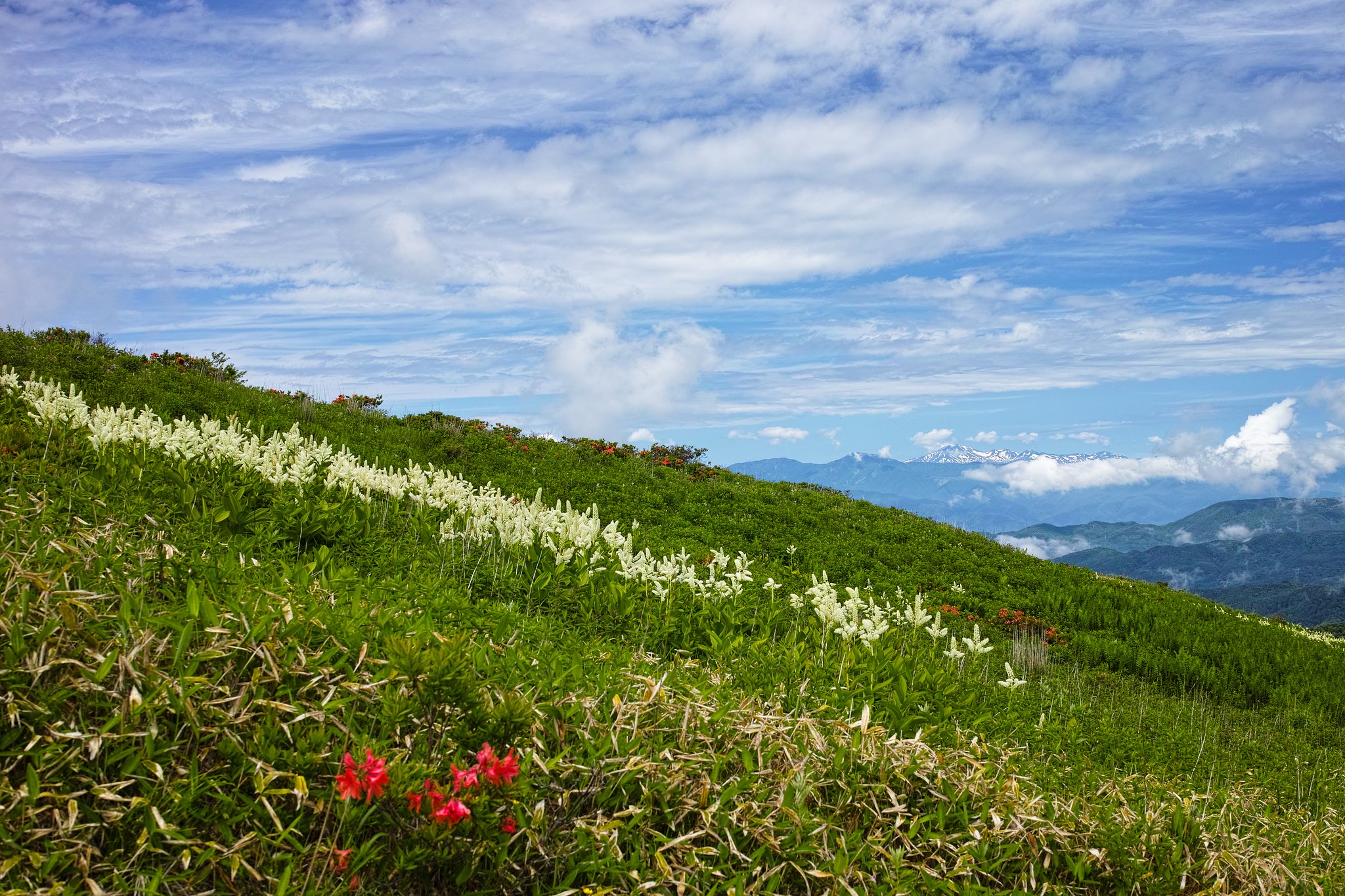 初夏の風景