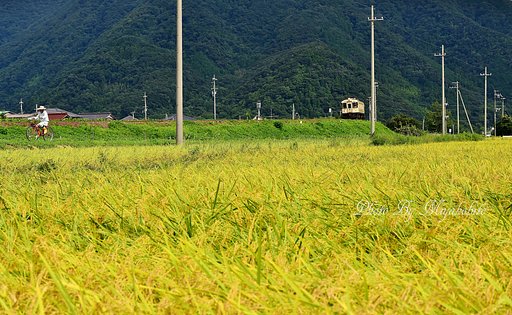 もう直ぐ～稲刈り？