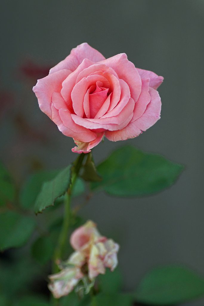 薔薇