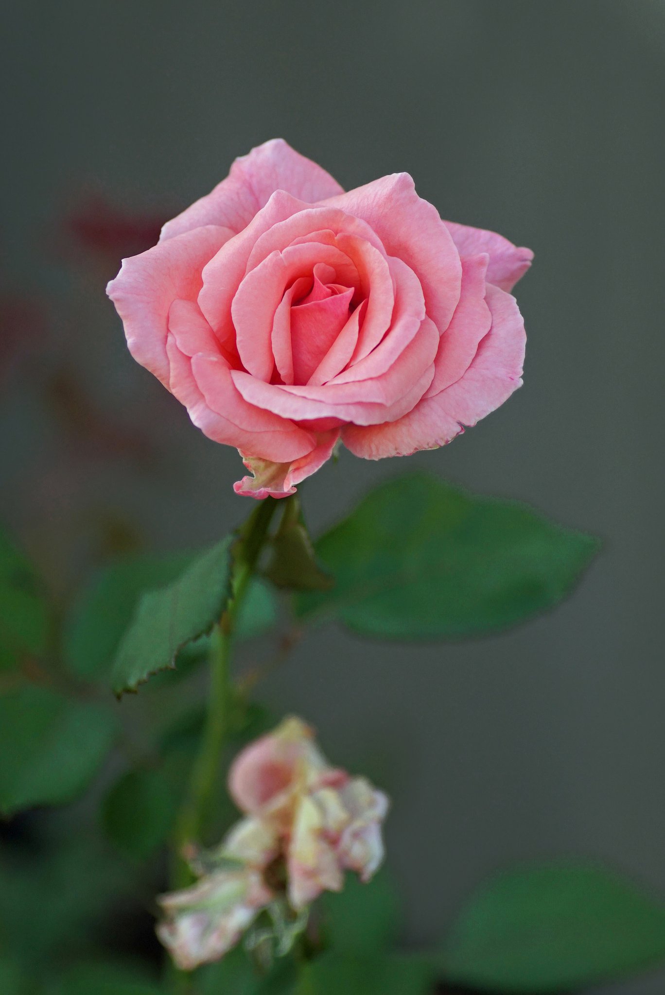 薔薇