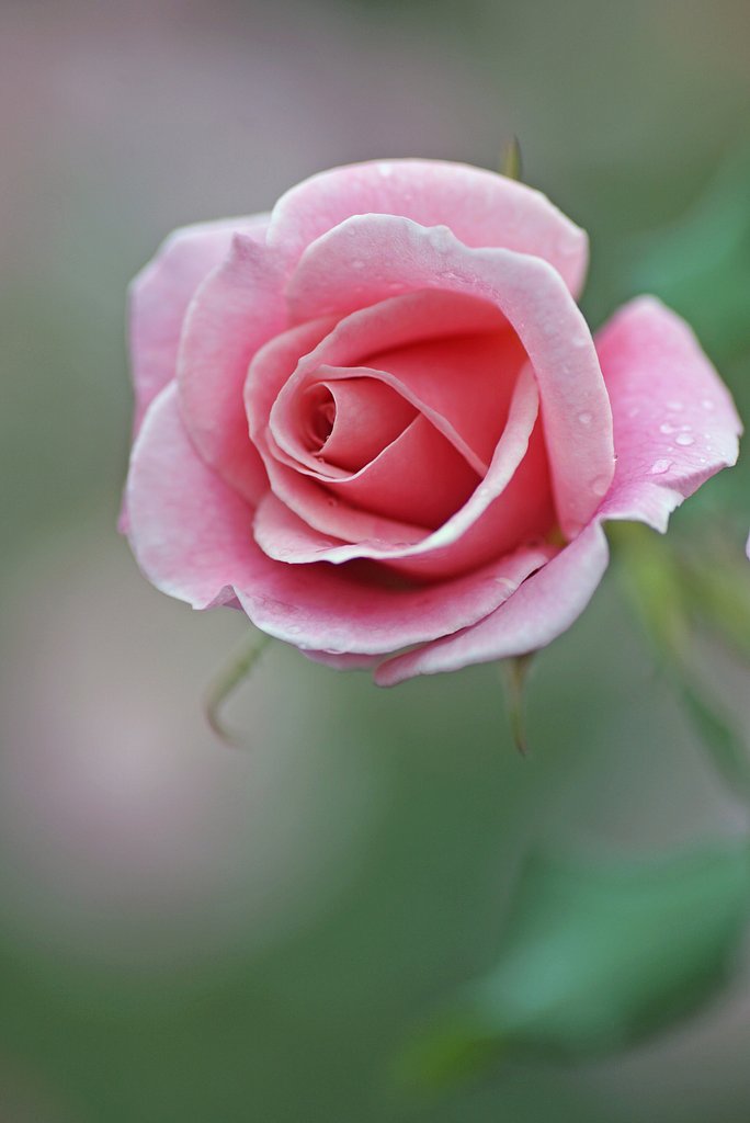 秋薔薇