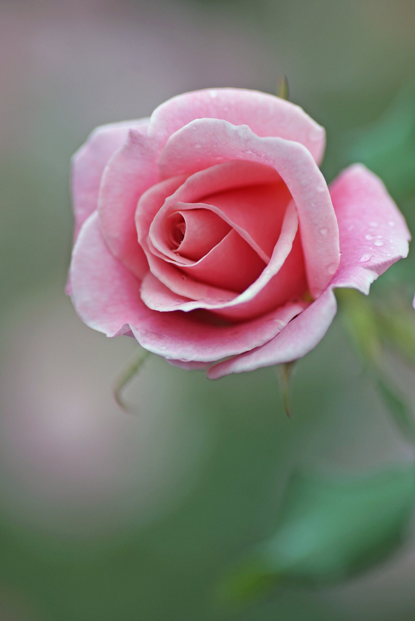 秋薔薇