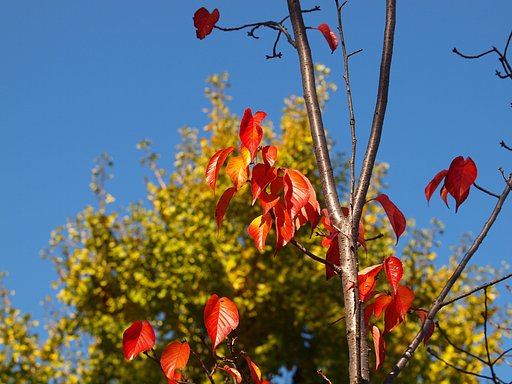 紅葉の始まり