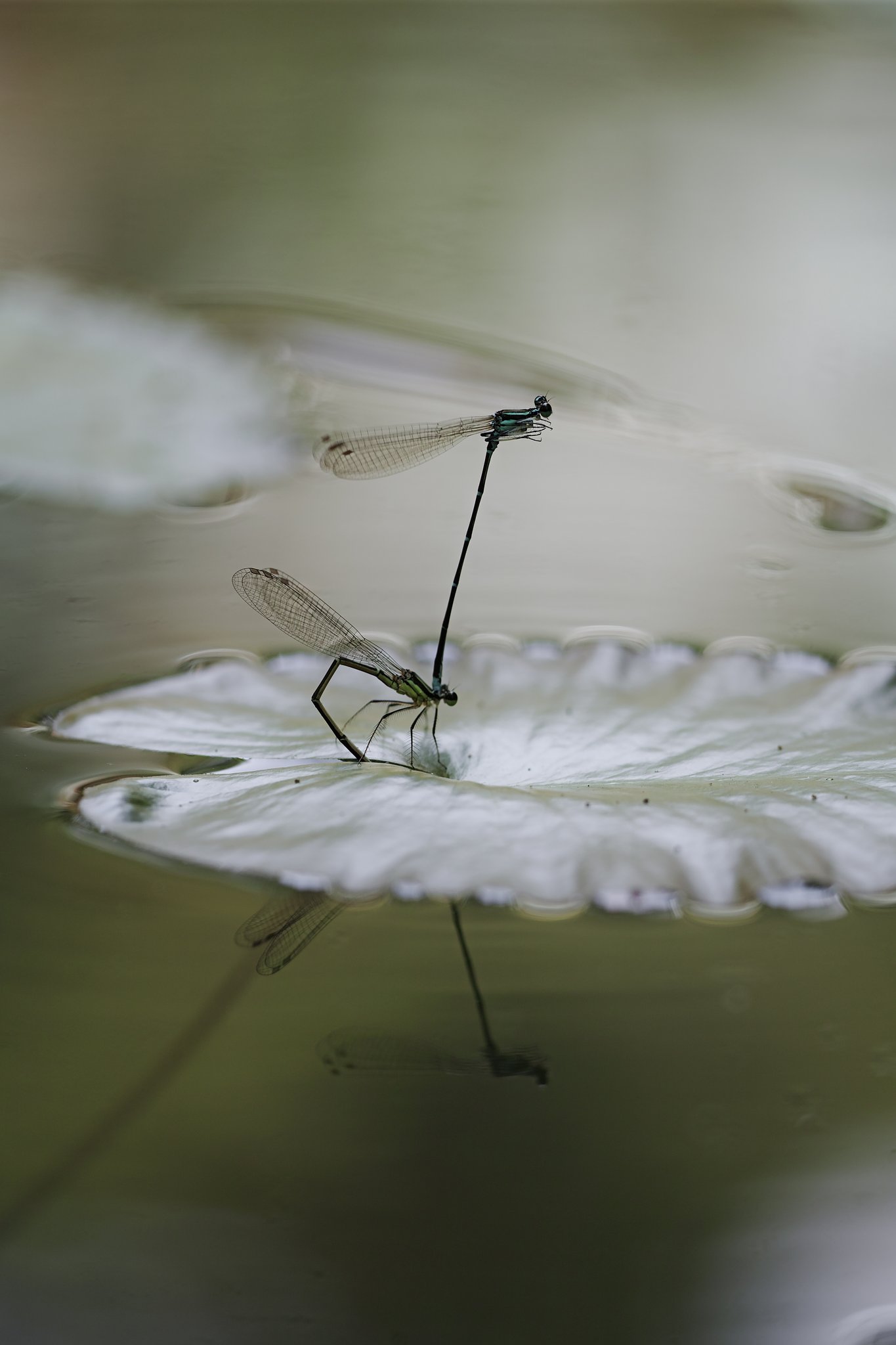 SIGMA 150mmF2.8 EX APO MACRO