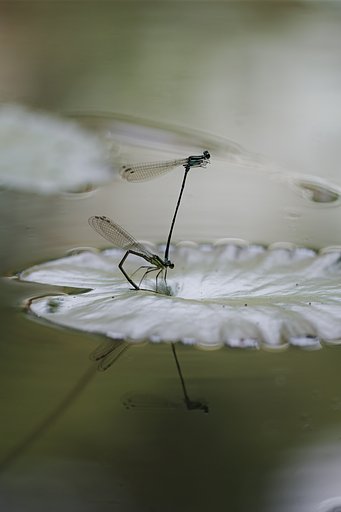SIGMA 150mmF2.8 EX APO MACRO