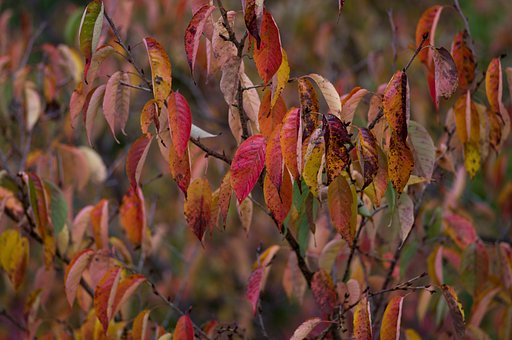 桜紅葉？