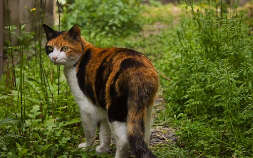 【犬とか猫とか動物たち】見回りの三毛