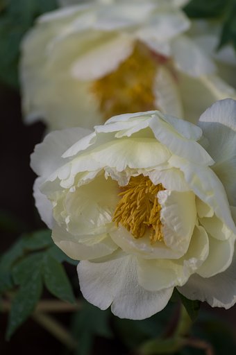 SIGMA APO 70-300mm F4-5.6 DG MACRO