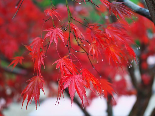 紅枝垂