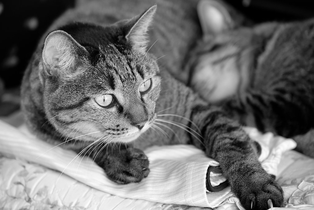 猫たち