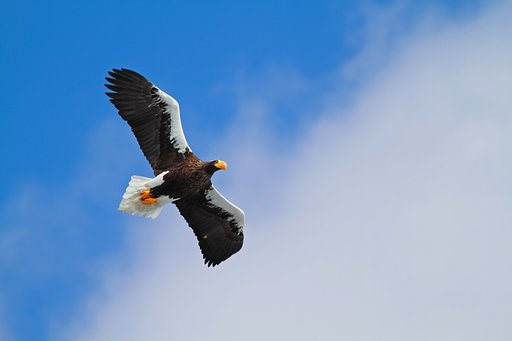 青空すいすいオオワシ