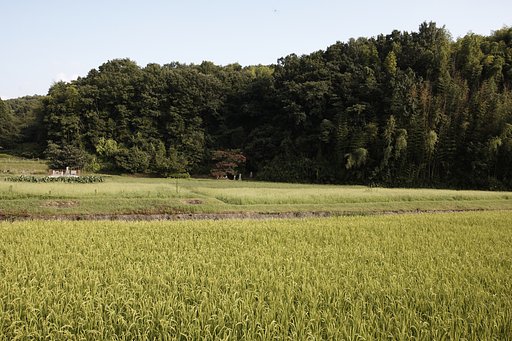 7月30日の写真