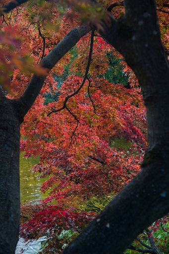 紅葉最盛期３