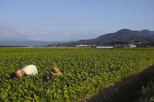 草むしり
