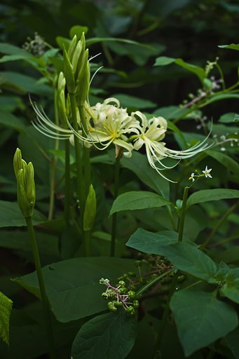 秋の朝、緑の野に