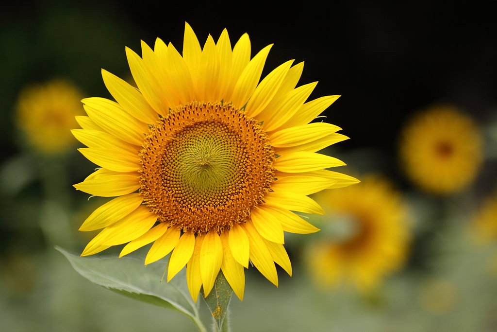 Tamron 90mm f2.8 macro 172E