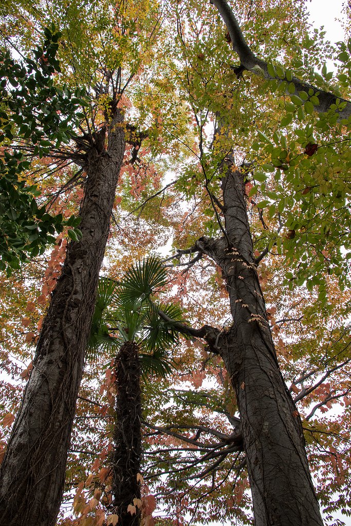 ツタの紅葉