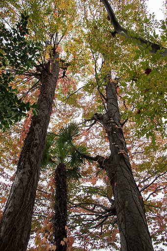 ツタの紅葉