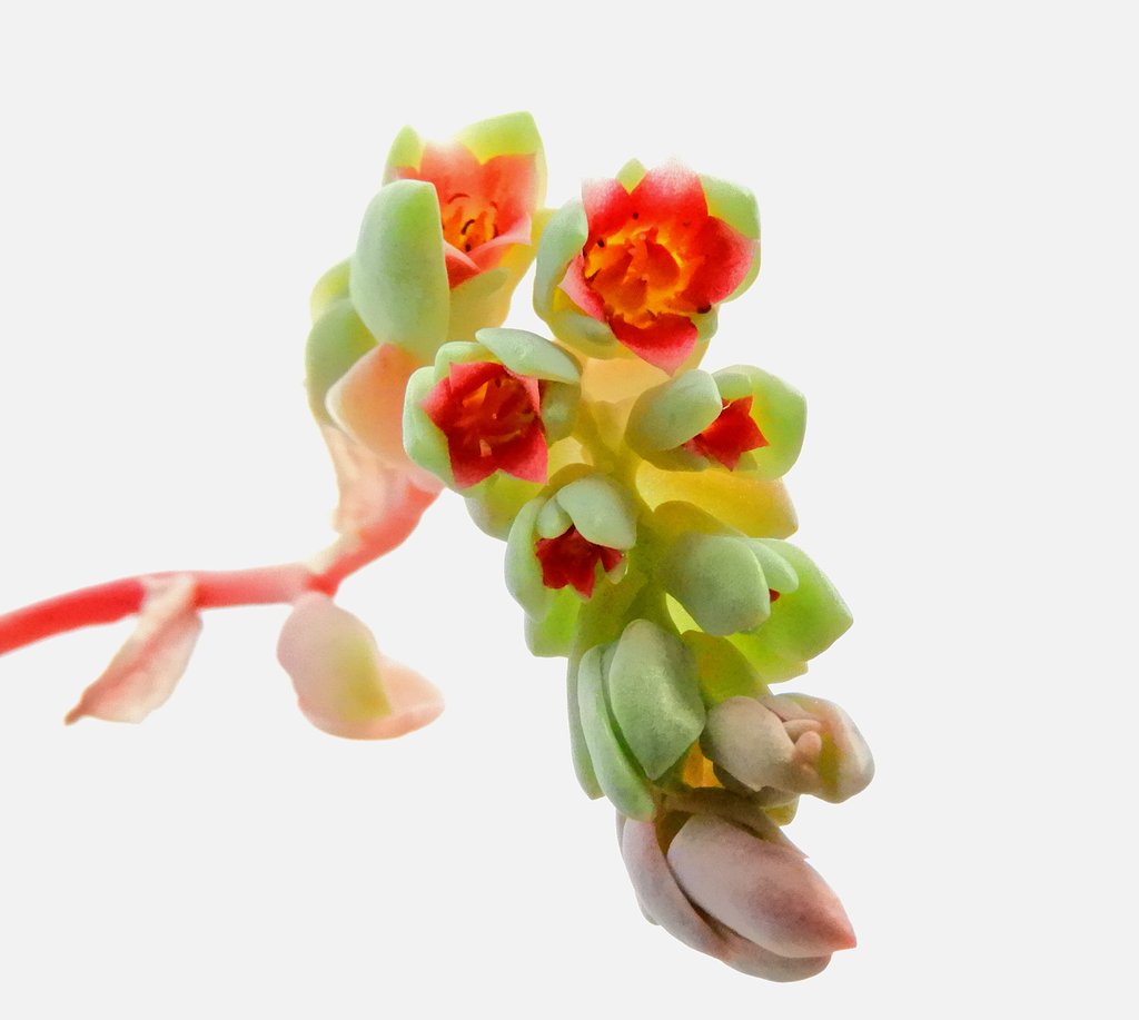 星美人の花