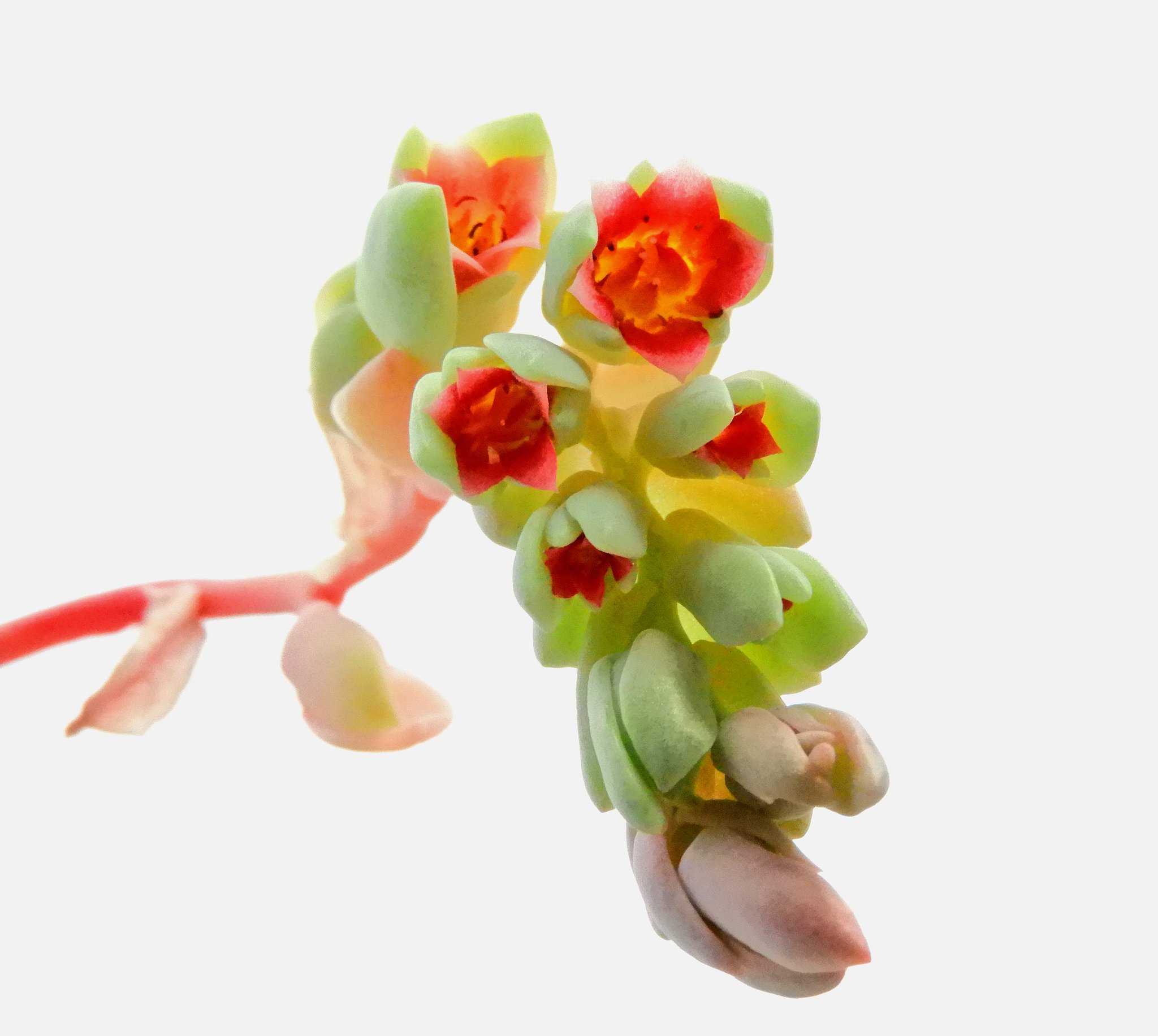 星美人の花